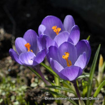 Crocus