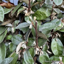 Silverberry (Elaeagnus)