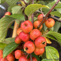 Pleached crabapple (Malus)
