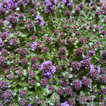 Herb catalogue (full range)