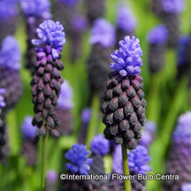 Muscari