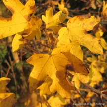 Field Maple (Acer campestre)
