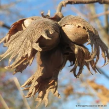Hazel (Corylus avellana)