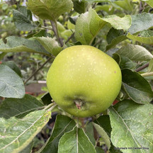 Dwarf Apples