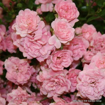 Groundcover & Spreading