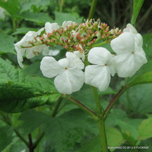 Guelder Rose / Wayfaring Tree (Viburnum)