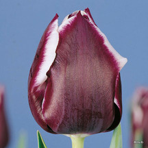 Premium Tulips (11-12+ cm)