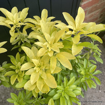 Evergreen Shrubs 