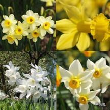 Species daffodils & narcissus