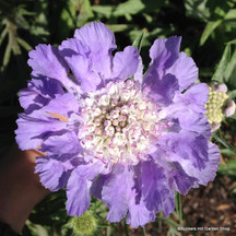 Scabious
