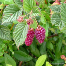 Hybrid Berries
