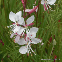 Gaura