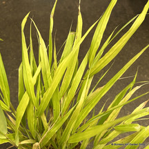 Hakonechloa