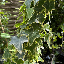 Ivy