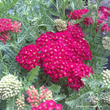 Achillea