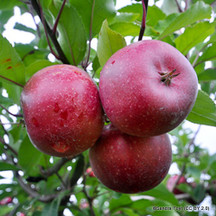 All Fan Trained & Espalier Fruit Trees