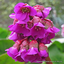 Miscellaneous Perennials