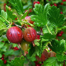 Gooseberries