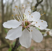 Cherry (Prunus)