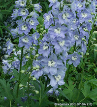 Delphiniums