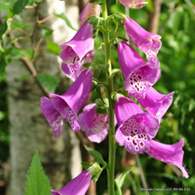 Foxgloves (Digitalis)