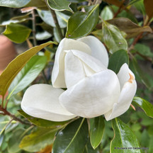 Pleached magnolia