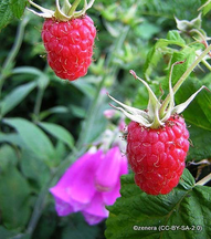 Raspberry 'Tulameen'