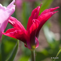 Viridiflora