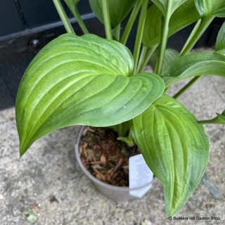 Hosta 'Guacamole' 3L