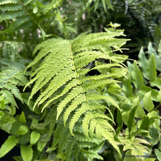 Matteuccia struthiopteris (Shuttlecock/Ostrich Fern)