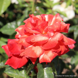 Remember Me - Hybrid Tea rose