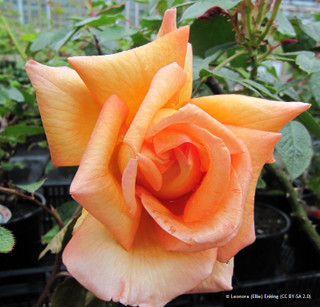 Rose 'Doris Tysterman' (Hybrid Tea) 7.5ltr