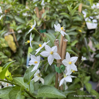 Solanum jasminoides (white)