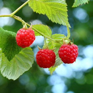 Raspberry 'Zeva' (potted)