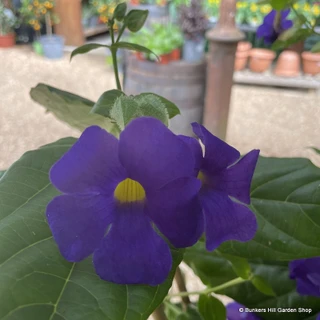 Thunbergia battiscombei (Blue Glory Vine) 1.5ft