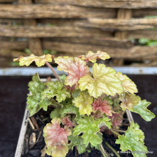 Heuchera 'Ginger Ale' - 1L