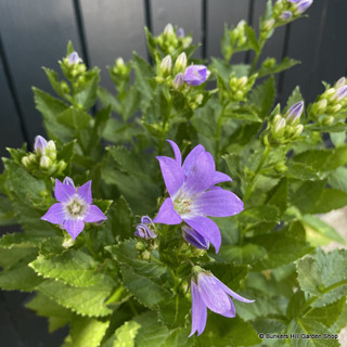 Campanula 'Prichard's Variety' 3L