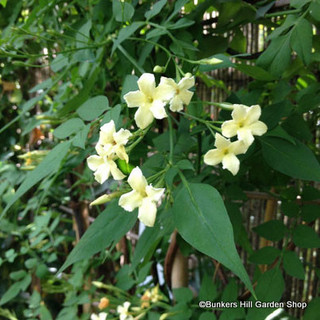 Jasminum officinale 'Clotted Cream'