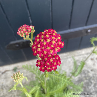 Achillea 'Paprika' 3L