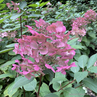 Hydrangea paniculata 'Wims Red' 10L