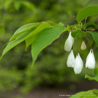 Halesia carolina (Snowbell tree)