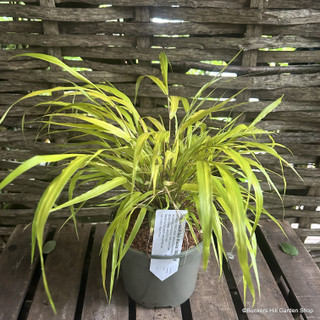 Hakonechloa macra 'All Gold' 2L