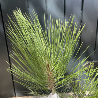 Pinus jefferyii (3L)