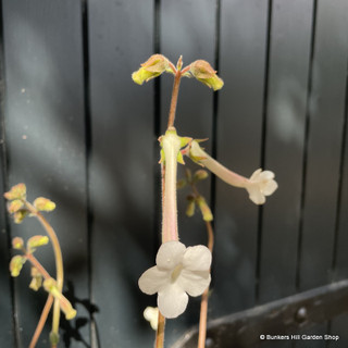 Sinningia tubiflora (3L) (Trumpet-flowered sinningia)