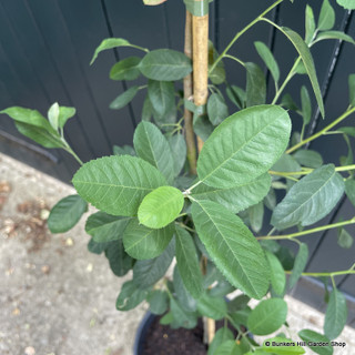 Amelanchier 'Glenn Form'