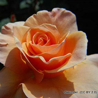 Breath of Life - Climbing Rose