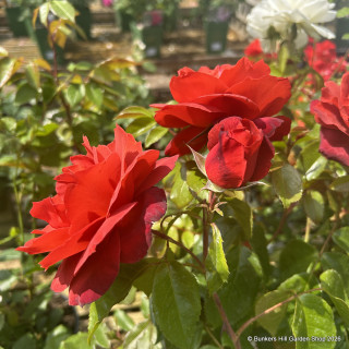 Hot Chocolate - Floribunda Rose