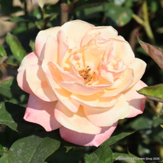 Renaissance - Hybrid Tea Rose