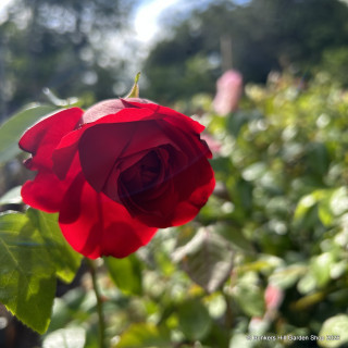 Ruby Anniversary - Floribunda Rose