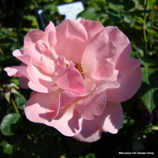 Valentine Heart - Floribunda Rose